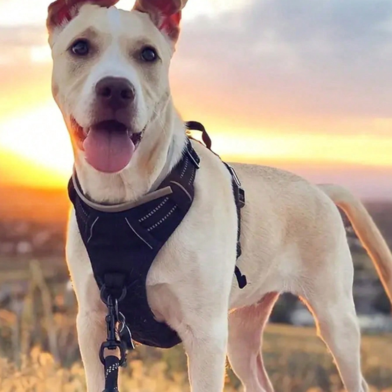 High Reflective Dog Harness Se - огляд і ціна Outdoor Adventure Kit